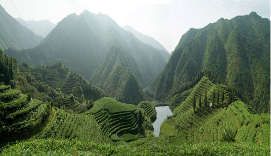 富硒茶贵州开阳排第几