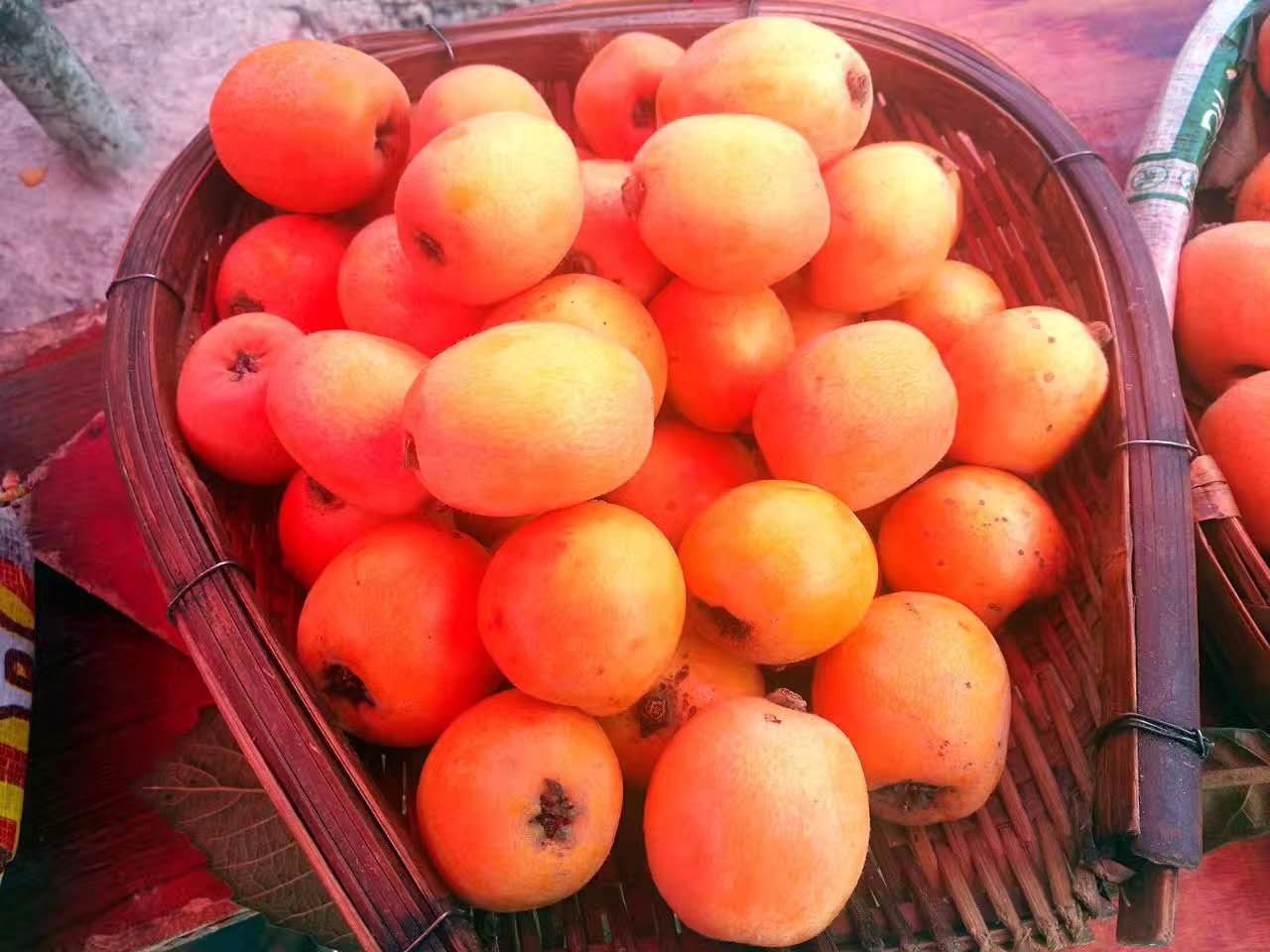 什么是有机富硒枇杷茶