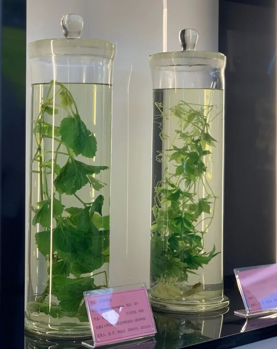 销售紫阳富硒茶的店铺