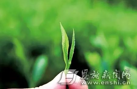 恩施富硒绿茶是什么茶