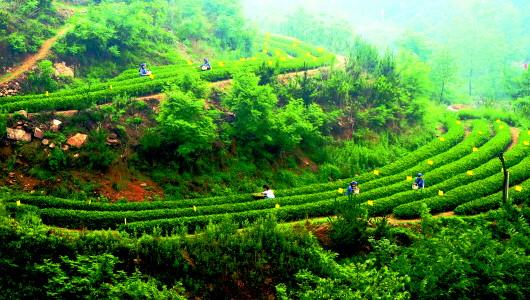 日照绿茶是不是富硒茶