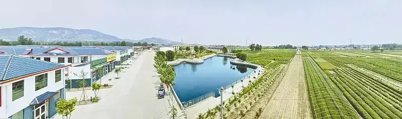 日照绿茶是不是富硒茶