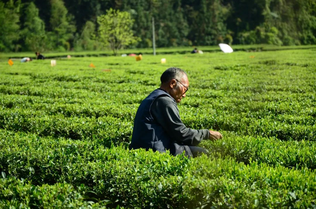 湖北有名的恩施富硒茶