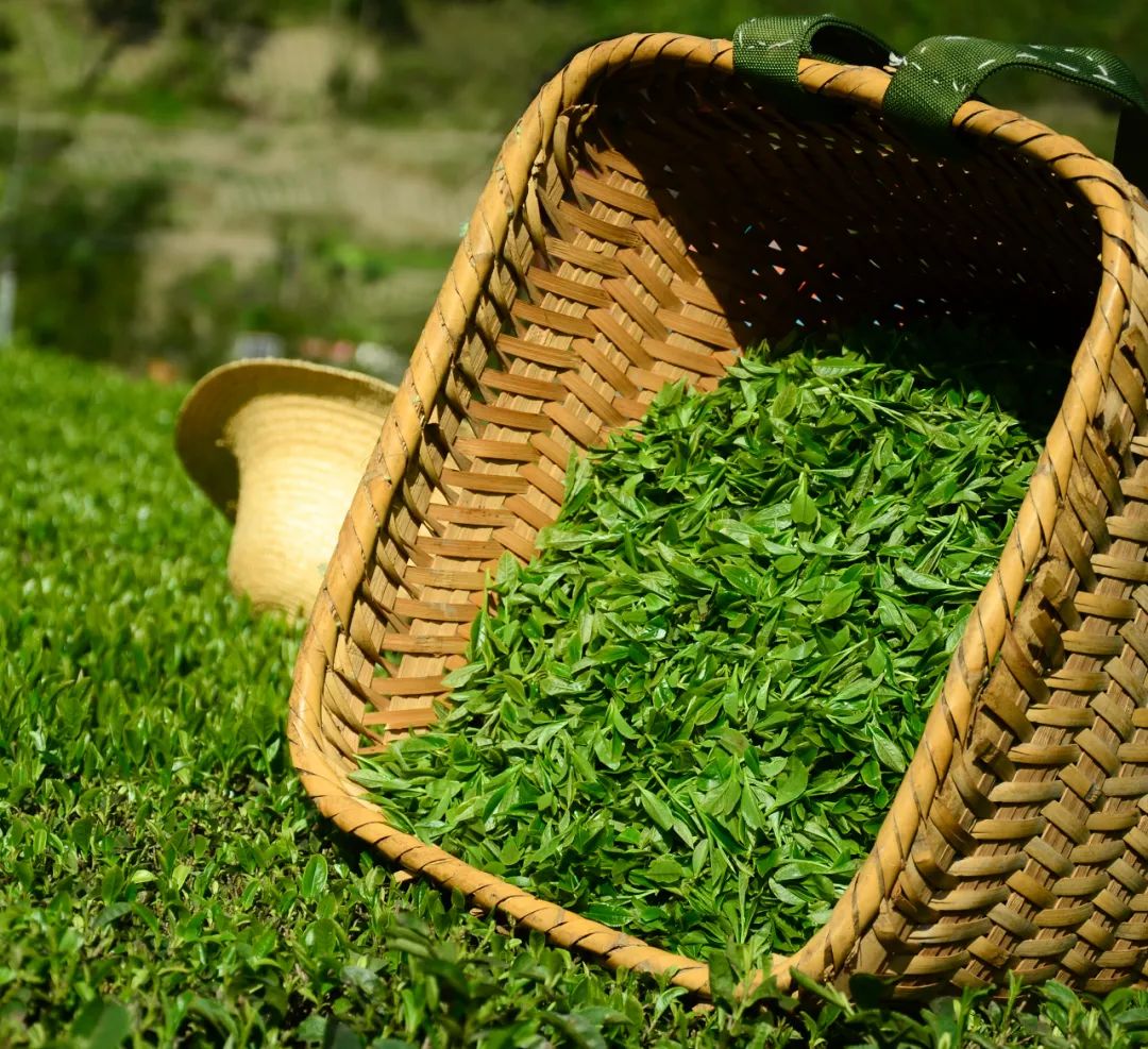 湖北有名的恩施富硒茶