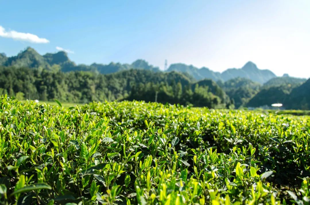 湖北有名的恩施富硒茶