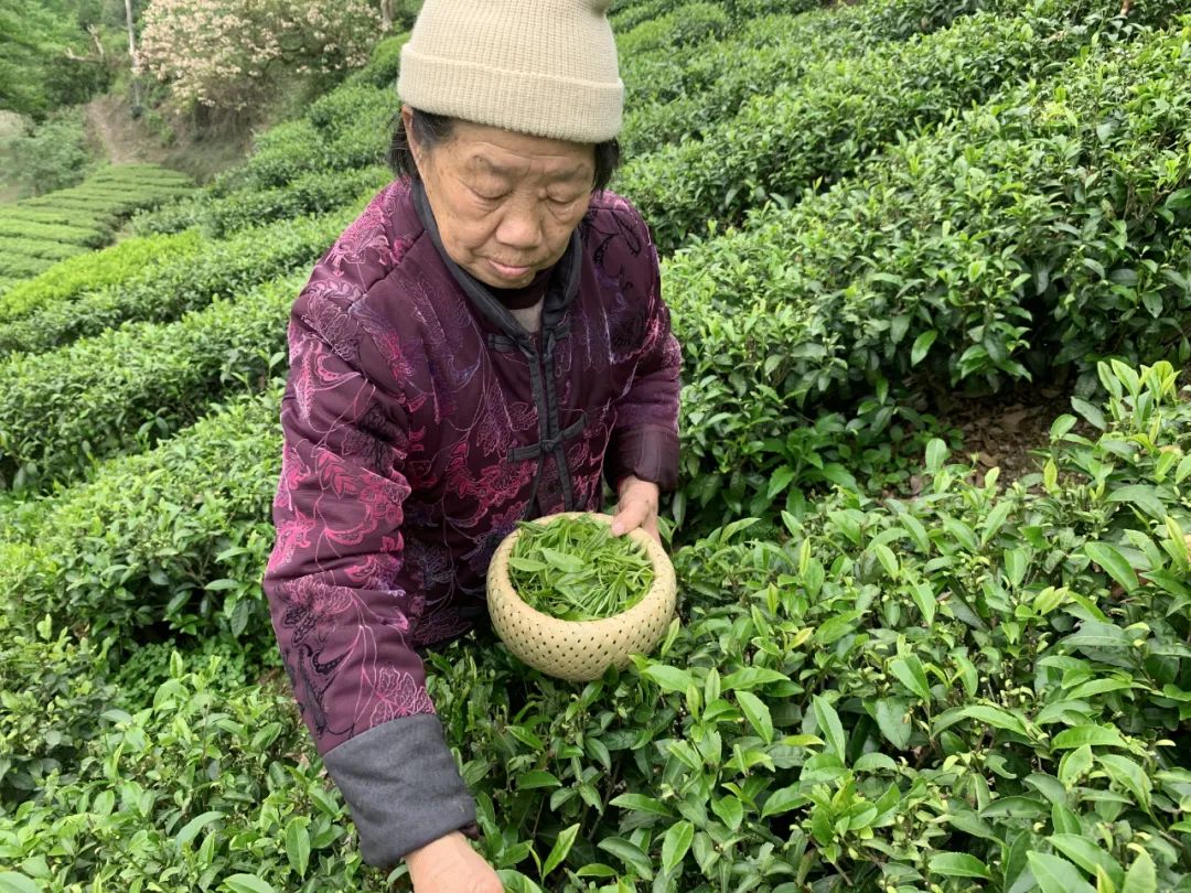 湖北有名的恩施富硒茶