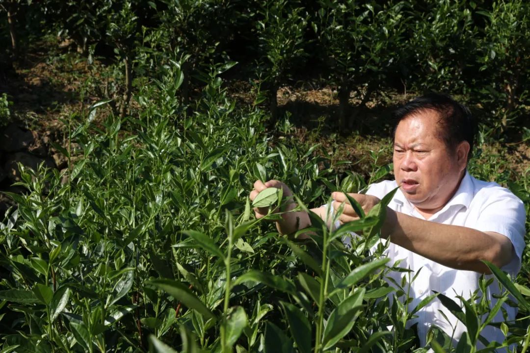 紫阳富硒茶生执行标准