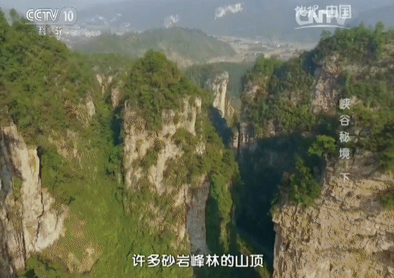 莓茶和富硒茶区别大吗