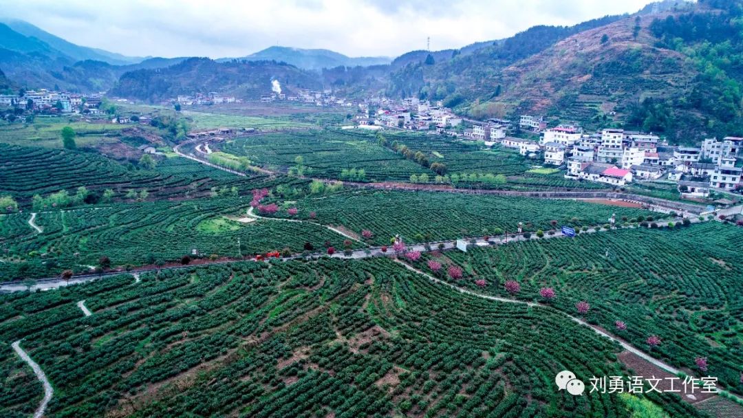 紫阳富硒茶济南哪儿卖