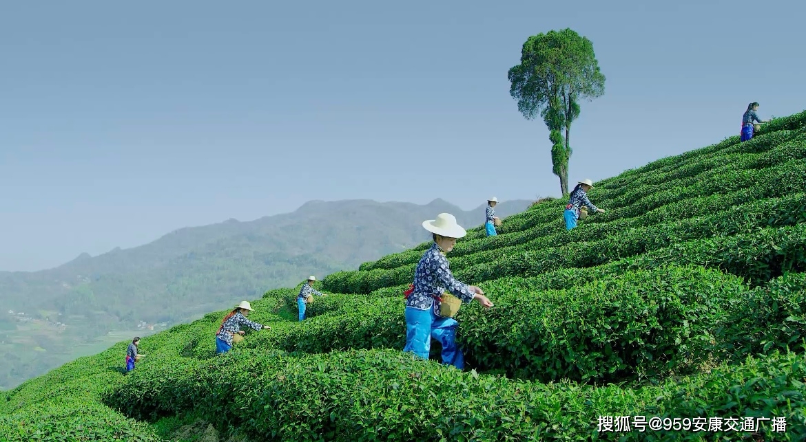 安康富硒茶产业的现状