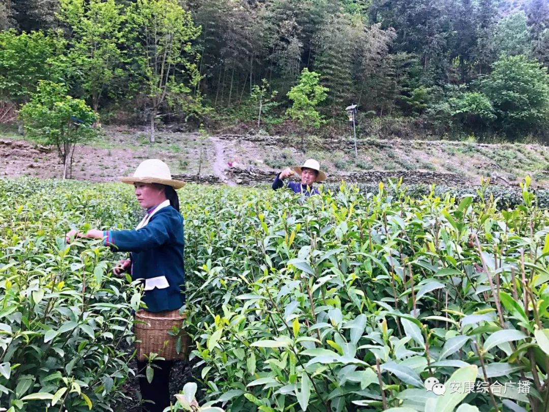 紫阳富硒茶济南哪儿卖