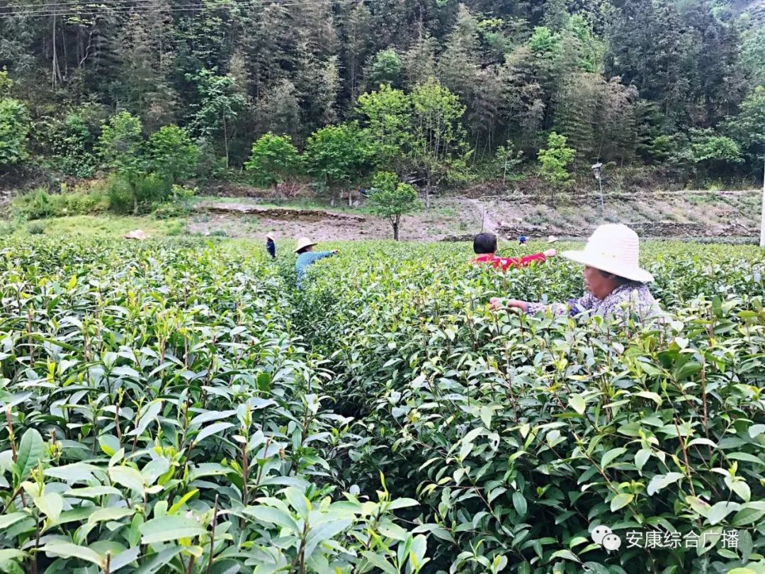 紫阳富硒茶济南哪儿卖