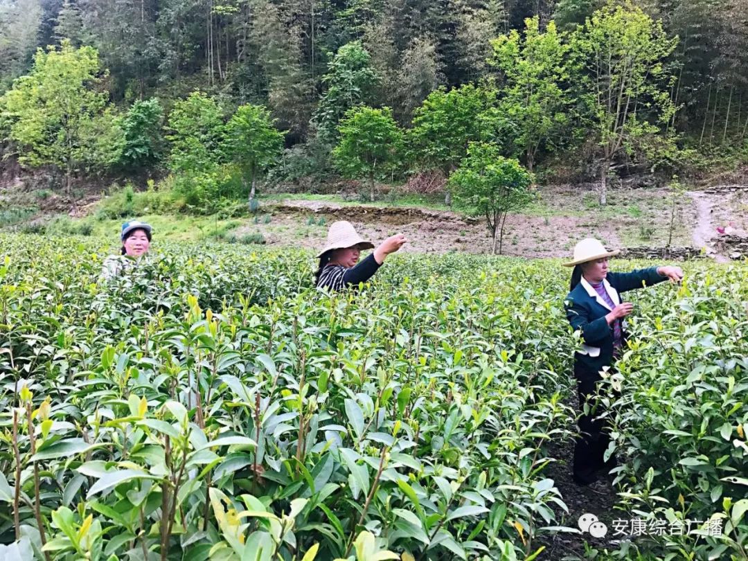 紫阳富硒茶济南哪儿卖