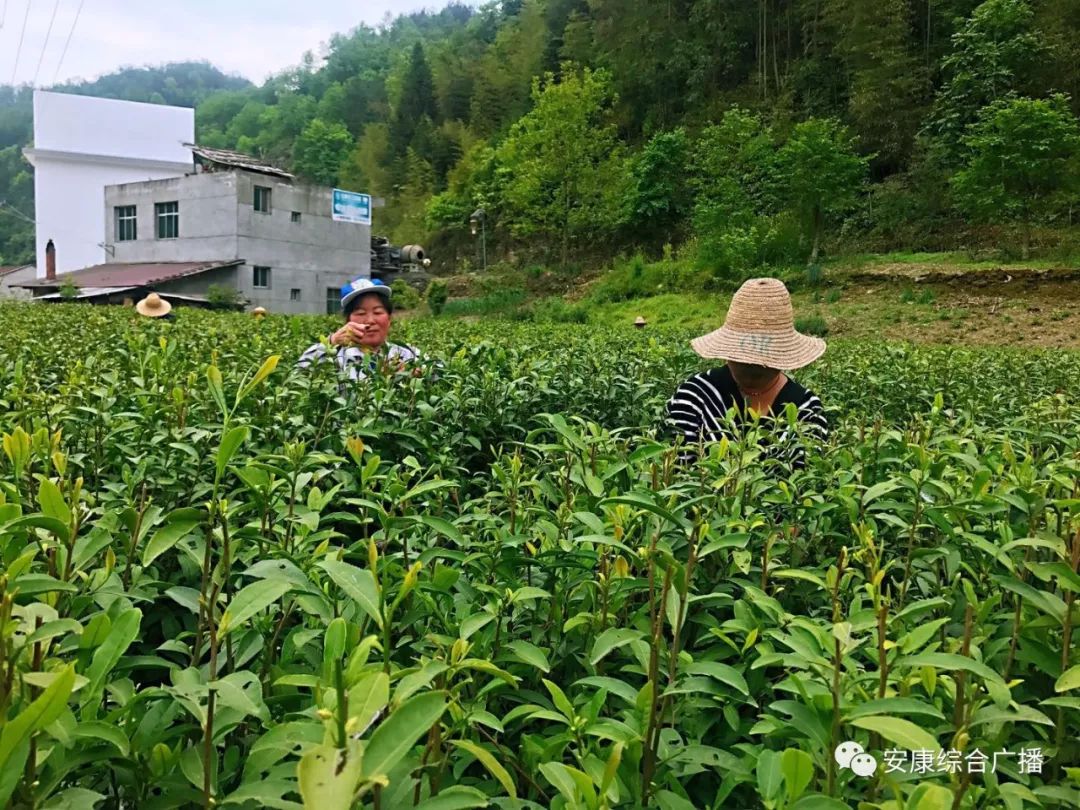紫阳富硒茶济南哪儿卖