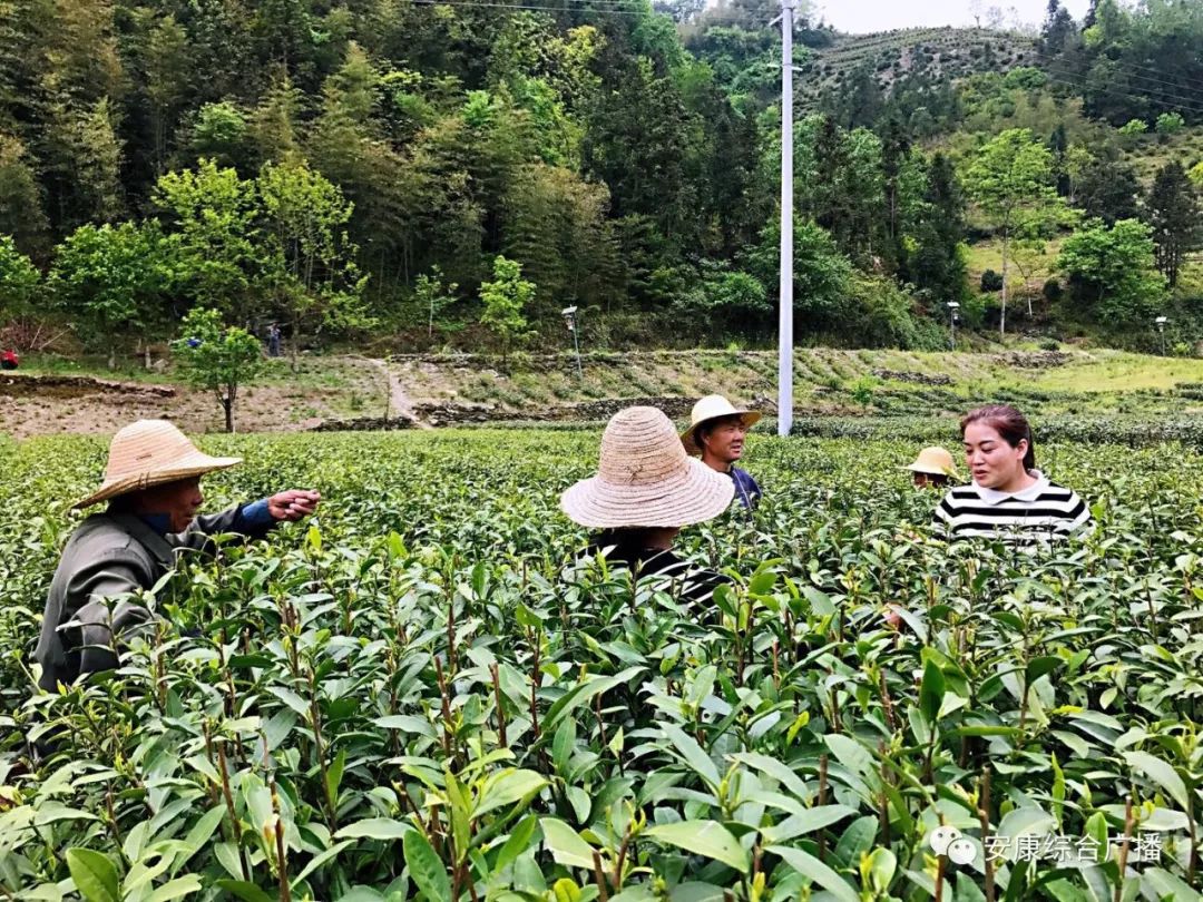 紫阳富硒茶济南哪儿卖