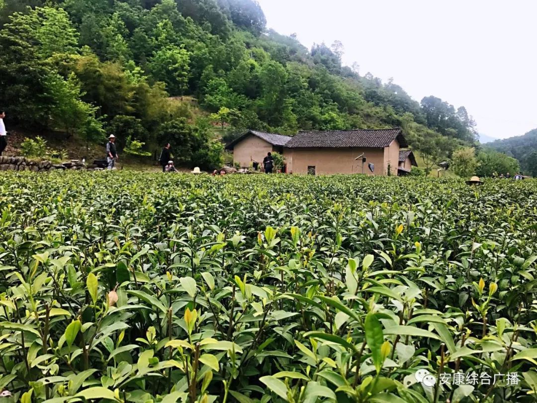 紫阳富硒茶济南哪儿卖