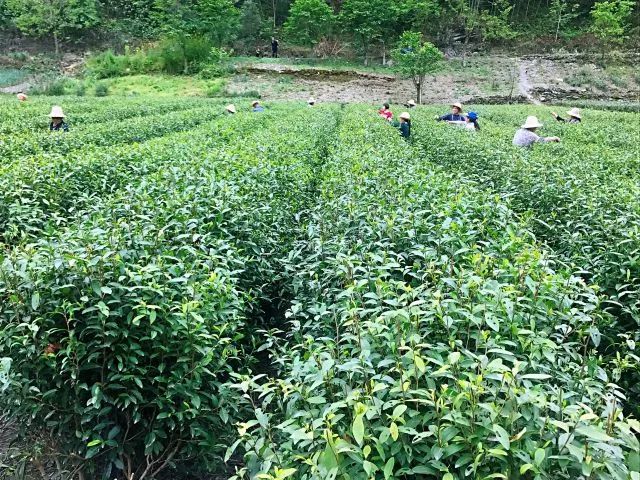 紫阳富硒茶济南哪儿卖