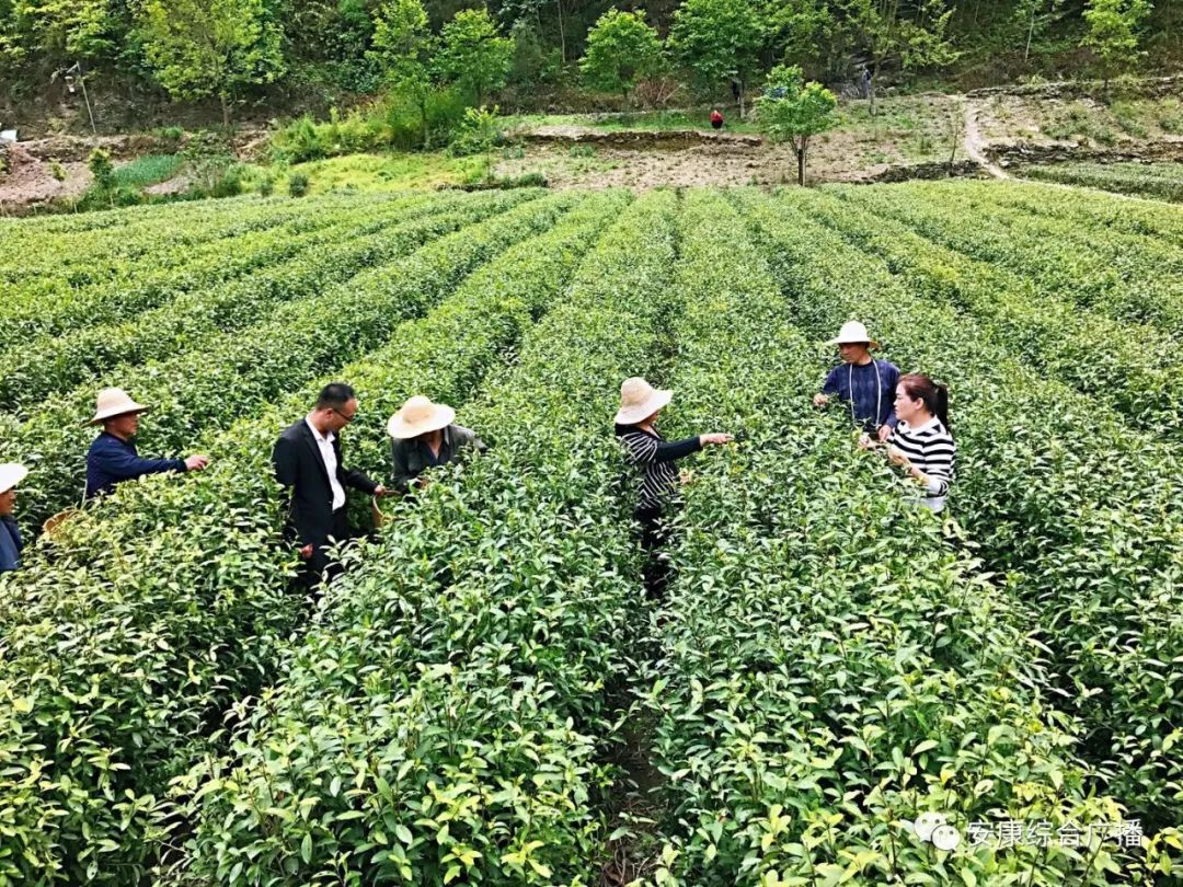紫阳富硒茶济南哪儿卖