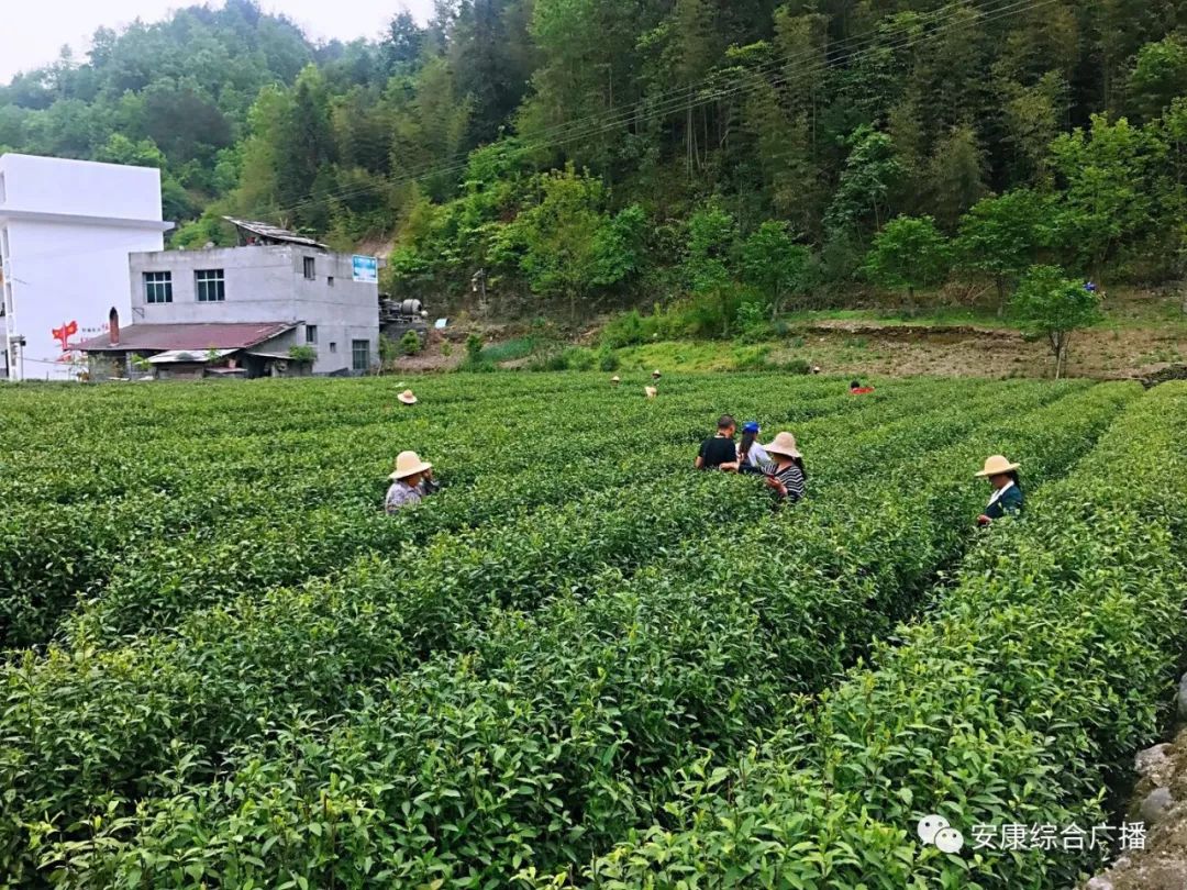 紫阳富硒茶济南哪儿卖