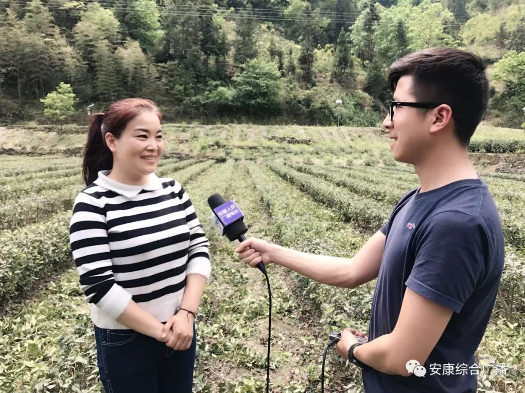 紫阳富硒茶济南哪儿卖