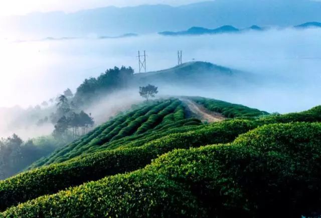 陕西紫阳富硒茶品天下
