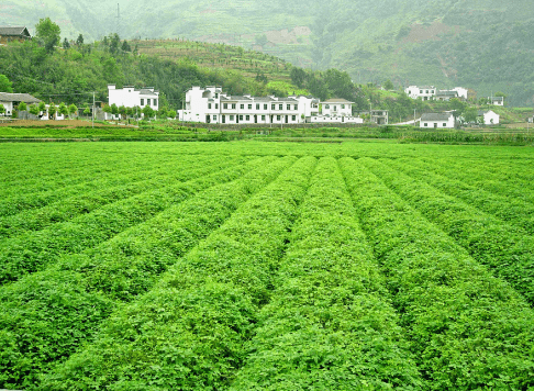 安康富硒茶产业的现状