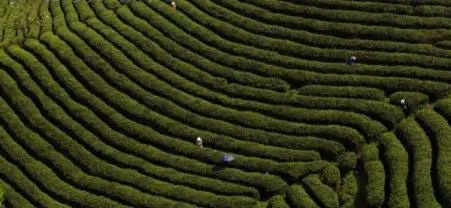 富硒茶跟有机茶一样吗