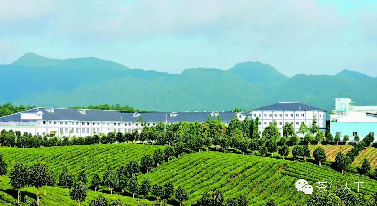 富硒茶跟有机茶一样吗