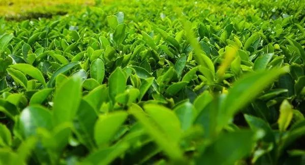 富硒茶跟有机茶一样吗