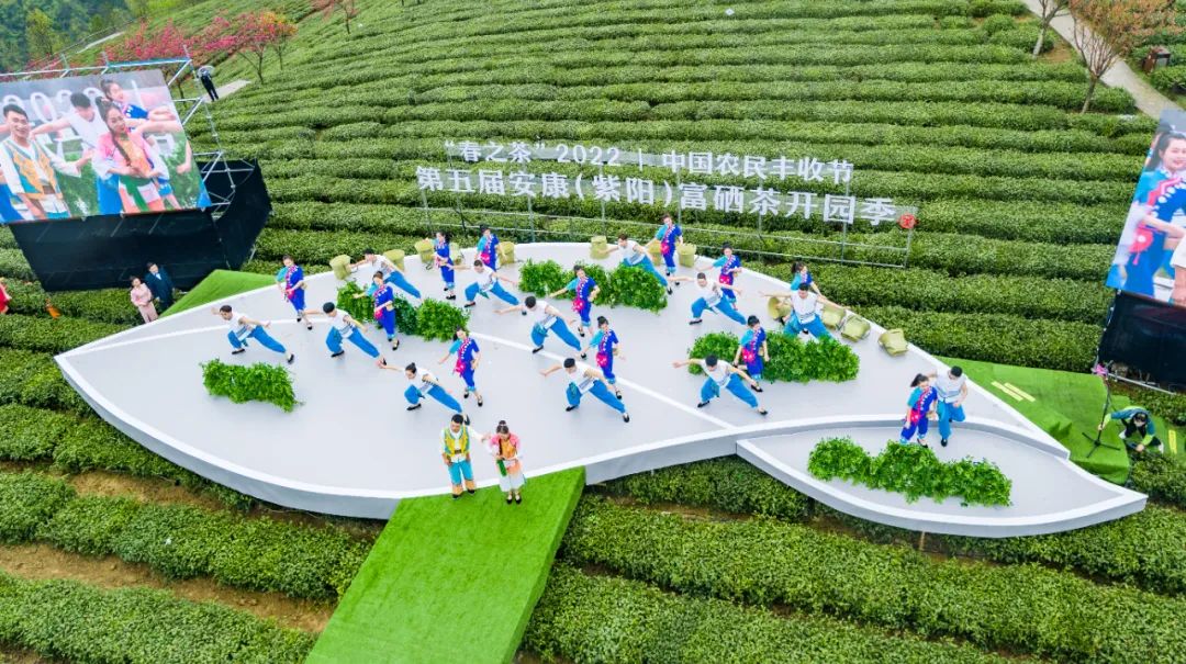 紫阳富硒茶的生长过程