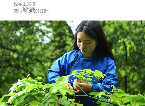 恩施富硒青钱柳茶价格