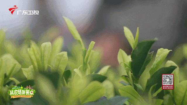 肝不好能喝富硒茶绿茶