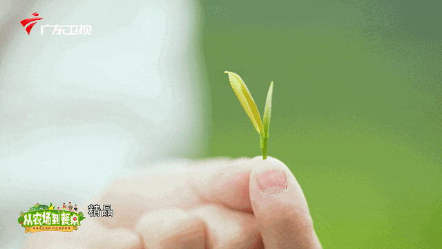 肝不好能喝富硒茶绿茶