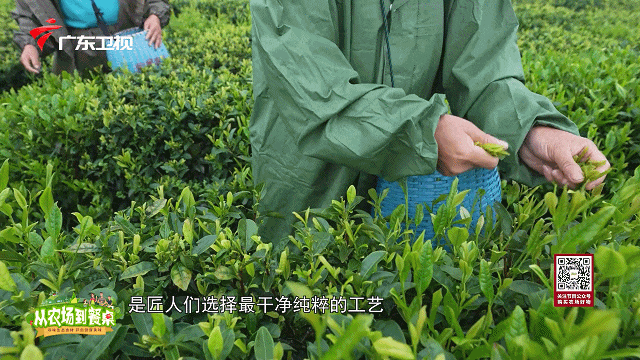 肝不好能喝富硒茶绿茶