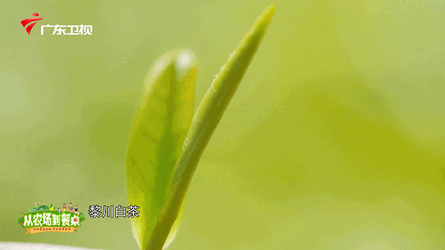 肝不好能喝富硒茶绿茶