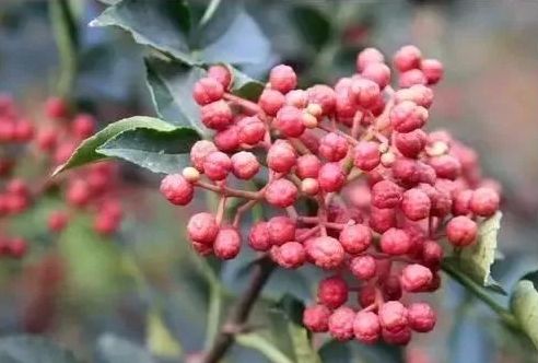 紫阳富硒茶给您拜年啦