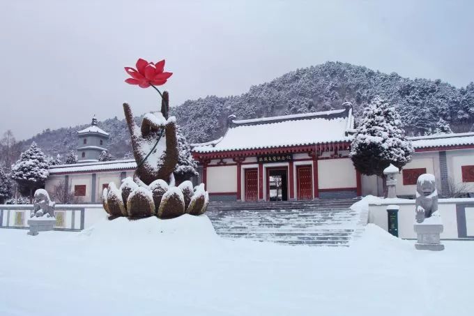 紫阳富硒茶给您拜年啦