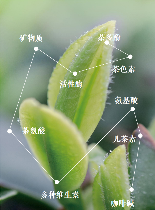 富硒绿茶和黄茶的区别