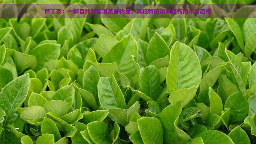 芦丁茶：一种自然的普洱茶替代品，其独特的功效和作用不容忽视
