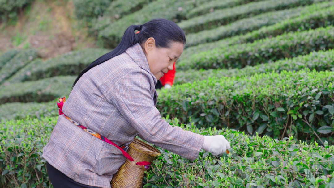 巴山天然富硒茶怎么样