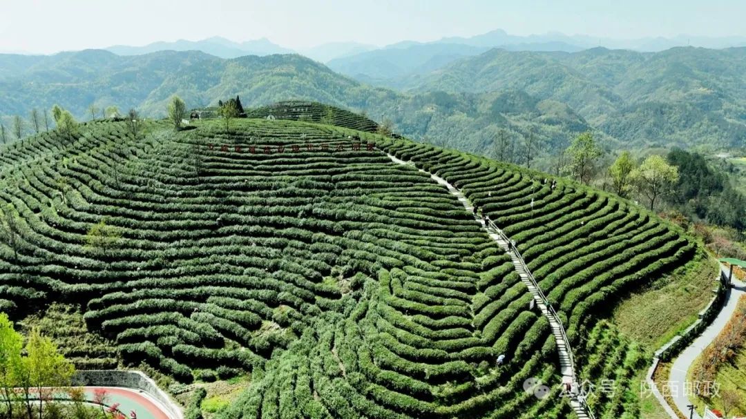 巴山天然富硒茶怎么样