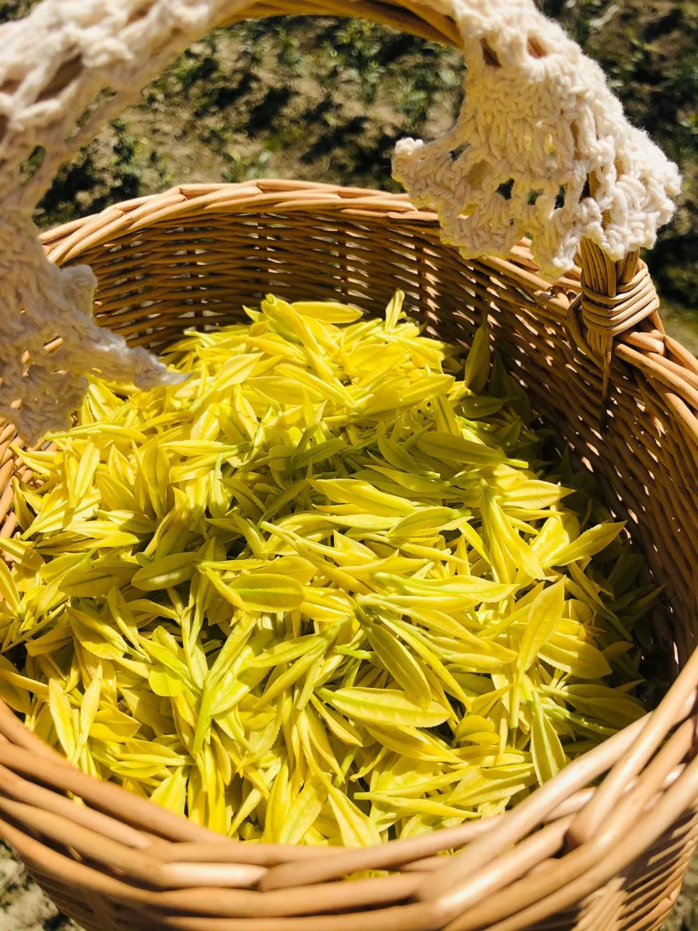 高质量恩施富硒茶地址