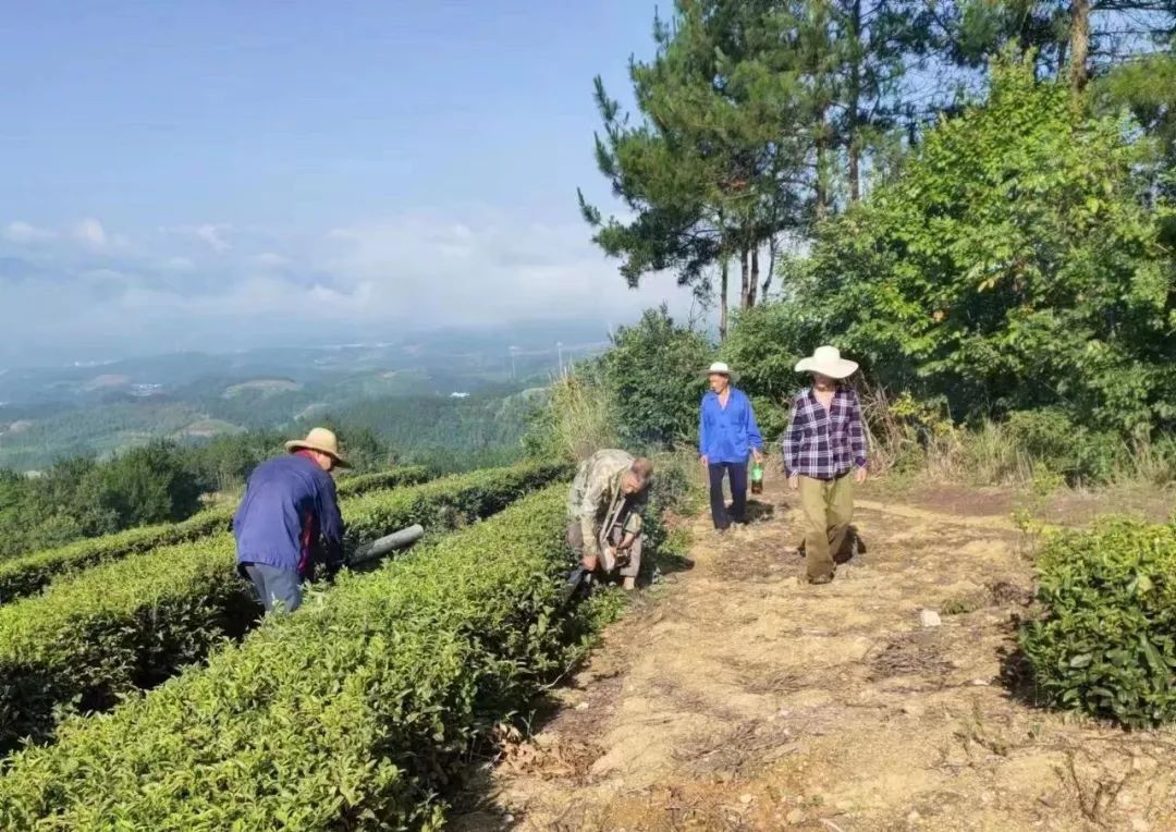 南昌富硒茶玉露多少钱