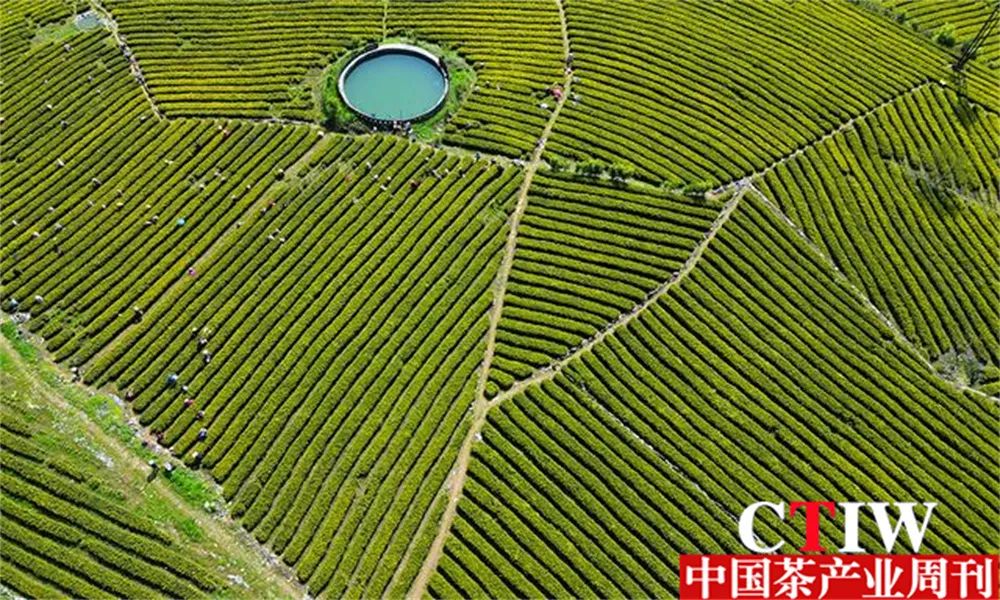 高质量恩施富硒茶公司