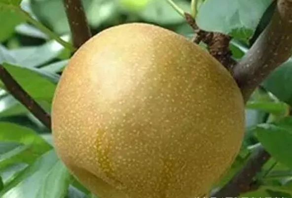 富硒诏安特产 八仙茶