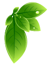 一千一斤的紫阳富硒茶