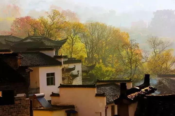 富硒茶小荷才露尖尖角