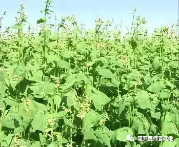 野生富硒苦荞茶的功效