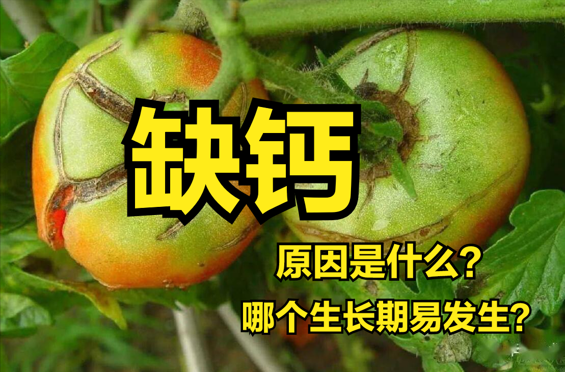 什么菜最补钙