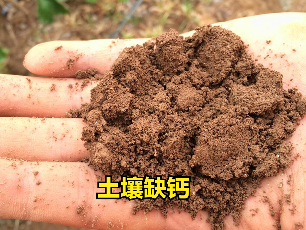 什么菜最补钙
